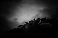 Пастырь добрый -                   Марианна Ли аудиокниги 📗книги бесплатные в хорошем качестве  🔥 слушать онлайн без регистрации