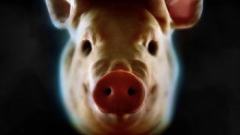 Покорми свинью - Автор неизвестен аудиокниги 📗книги бесплатные в хорошем качестве  🔥 слушать онлайн без регистрации